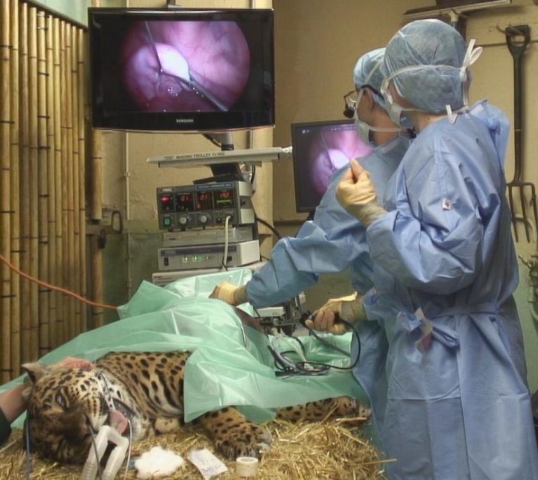 Wildlife Surgery Wildlife Surgery International